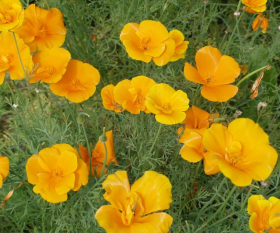 Sömntuta, Orange, ekofrö