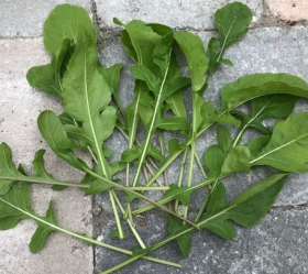Rucola, ekofrö