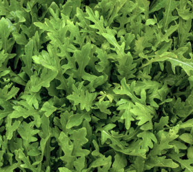 Vild (italiensk) Rucola, ekofrö