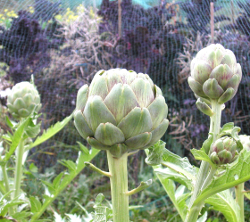 Imperial Star, ekofrö