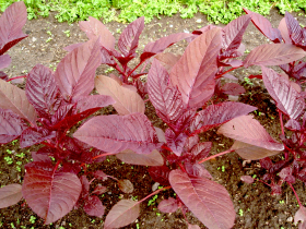 Hopi Red Dye, ekofrö