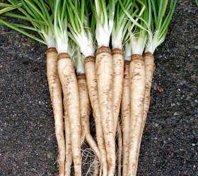 Gammal Gotländsk, haverrot