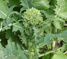 Sessantina Grossa, ekofrö