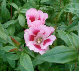 Atlasblomma Monarch, ekofrö