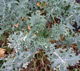 Red Russian, ekofrö