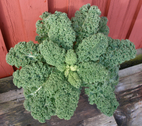 Halvhög Krusig, ekofrö