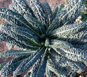 Nero di Toscana, ekofrö