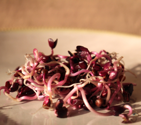 Röd Rättika, ekofrö