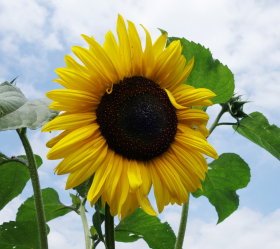 Giant Yellow, ekofrö