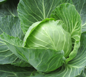 Golden Acre, ekofrö