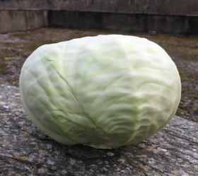 Holsteiner Platter, ekofrö