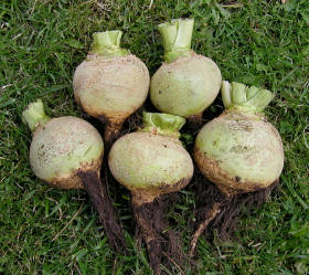 Krasnoselskaja, ekofrö