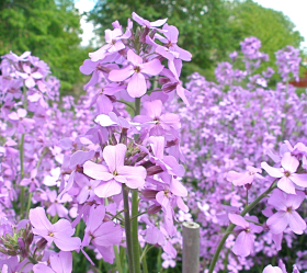 Nattviol, Violett, ekofrö