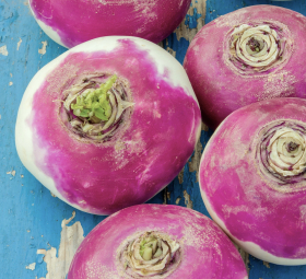 Purple Top White Globe, ekofrö