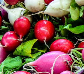 Runåbergs Rädisor, ekofrö