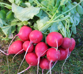 Cherry Belle, ekofrö