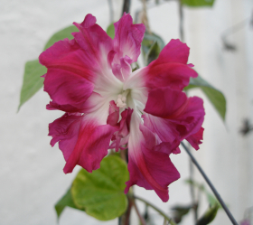 Sunrise Serenade, ekofrö