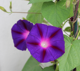 Star of Yelta, ekofrö