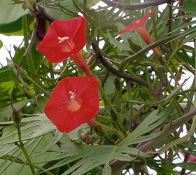 Cardinal Climber, ekofrö
