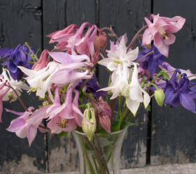 Akleja, Bl. färger, ekofrö