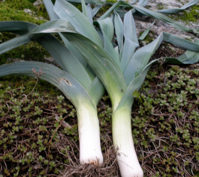 Lungo d'Inverno, ekofrö