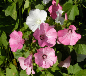 Sommarmalva, blandade färger, ekofrö