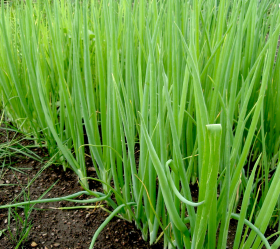 White Lisbon, ekofrö