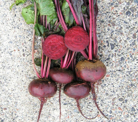 Early Wonder Tall Top, ekofrö