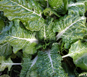 Fordhook Giant, ekofrö