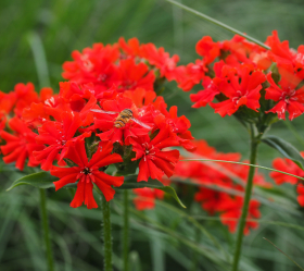 Scharlakansröd, ekofrö