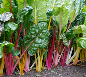 Five Colours, ekofrö