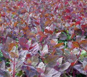 Red orach, ekofrö