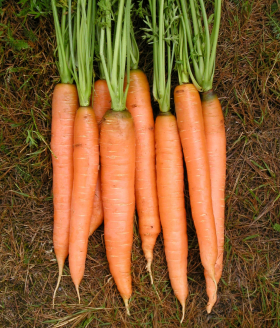 Amsterdam Forcing, ekofrö