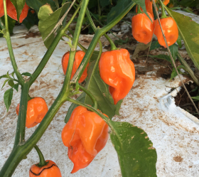Habanero, ekofrö