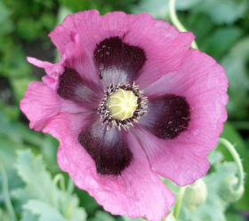 Large Lavender, ekofrö