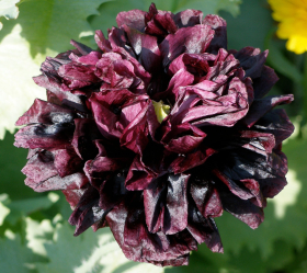 Black Peony, ekofrö