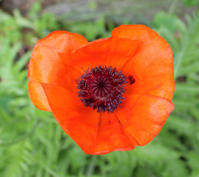 Enkel Röd, Kornvallmo, ekofrö