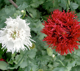 Fluffy Ruffles, ekofrö