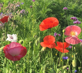 Rhoeas Shirley, ekofrö