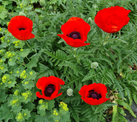 Jättevallmo Scarlet