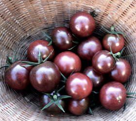 Black Sweet Cherry, ekofrö