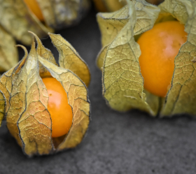 Gyllenbär, Goldie, ekofrö