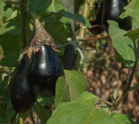 Black Beauty aubergine, ekofrö