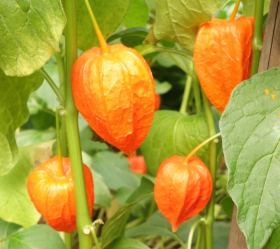 Japansk lykta, Gigantea, ekofrö