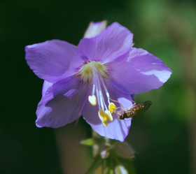 Blågull, Lavendelblå blommor, ekofrö