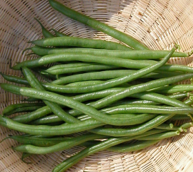 Slenderette, ekofrö