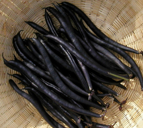 Purple Queen, ekofrö