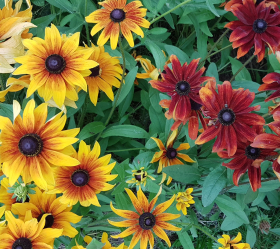Rudbeckia, Bl.färger