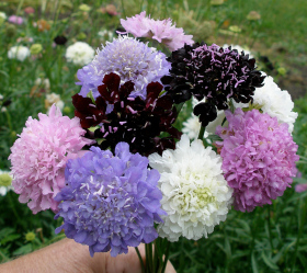 Praktvädd, blandade färger, ekofrö