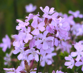 Liten såpnejlika, ekofrö